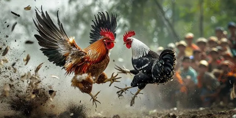 da-ga-thomo-moi-nhat-cover